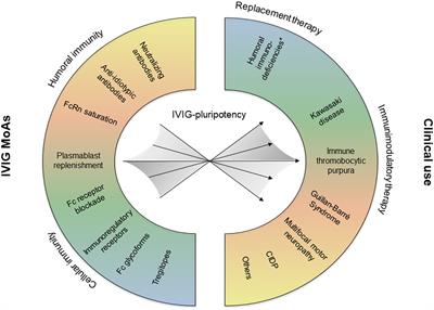 Antibody diversity in IVIG: Therapeutic opportunities for novel immunotherapeutic drugs